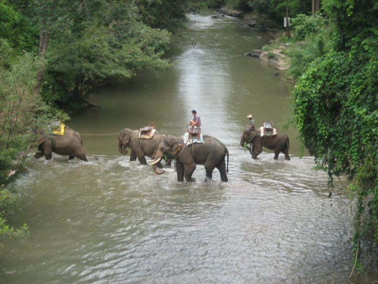 Chiang Mai Dschungel